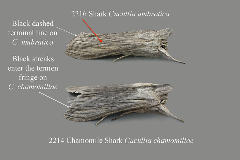 Riconoscimento Noctuidae - Cucullia calendulae